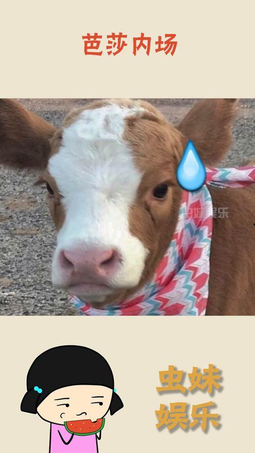 娱乐吃瓜酱抖音美颜